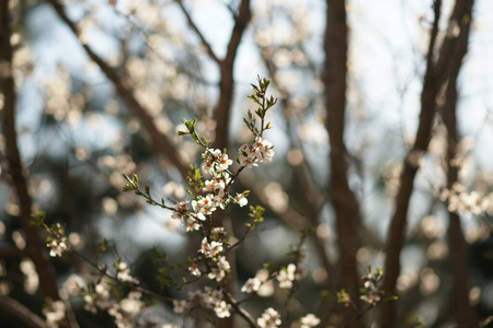 开花 樱桃 自然 特写镜头 分支 颜色 花的 春天 花园