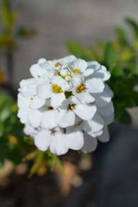 自然 植物 植物学 花园 春天