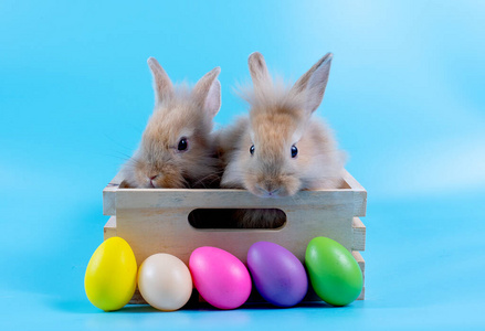 颜色 假日 传统 可爱的 可爱极了 乐趣 复活节 四月 兔子