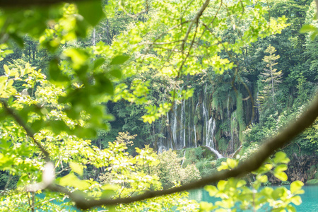 环境 美丽的 春天 国家的 夏天 公园 植物 自然 分支