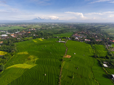 风景 收获 土地 农业 生长 自然 食物 农场 巴厘岛 大米