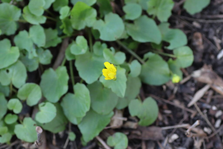 花瓣 林间空地 美丽的 第一 顶冰花属 特写镜头 花的 阳光