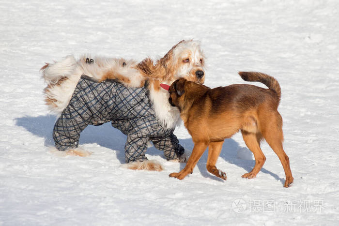 可爱的小布拉班肯小狗和英国可卡犬正在冬季公园玩耍
