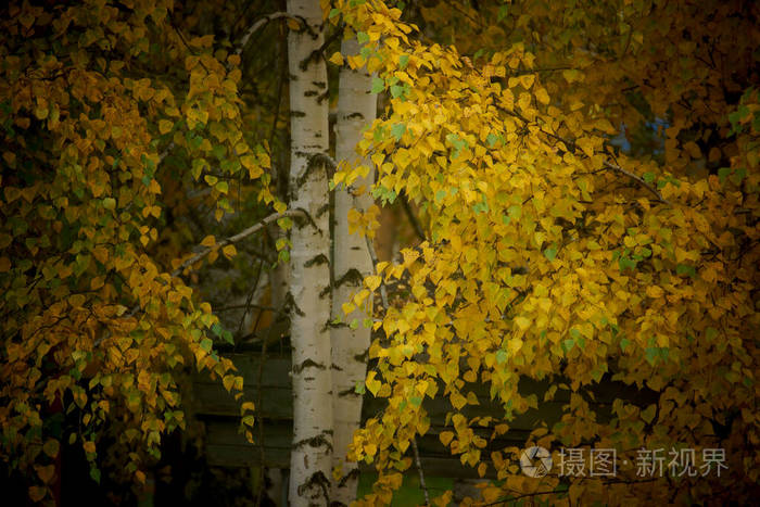 树叶 美丽的 树干 风景 季节 公园 落下 纹理 颜色 桦木