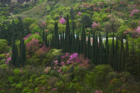 树叶 自然 植物 夏天 美丽的 森林 季节 风景 花园 春天