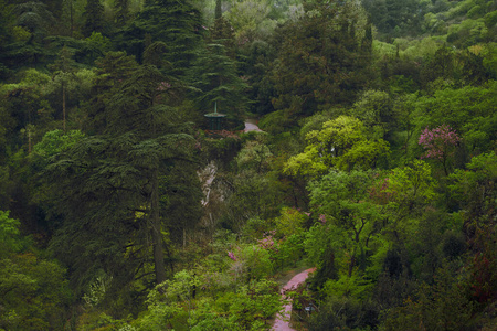 森林 旅行 环境 公园 自然 树叶 夏天 木材 春天 美丽的