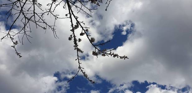 树干 美女 夏天 框架 公园 寒冷的 冬天 秋天 天空 自然