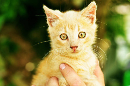 宠物 面对 可爱的 动物 动物群 小猫 米色 毛皮 有趣的