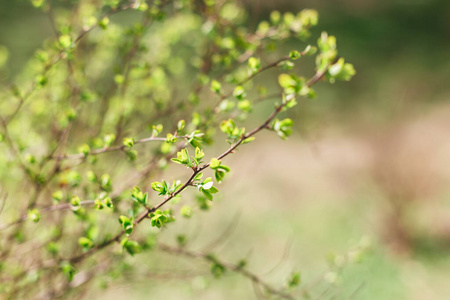 公园 特写镜头 花园 植物 生长 灌木 森林 变模糊 自然