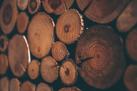 纹理 松木 木材 环境 自然 材料 森林 树干 登录中 圆圈