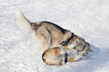 可爱的彭布罗克威尔士科尔基小狗和西伯利亚哈士奇正在冬季公园的白雪上玩耍。宠物动物。