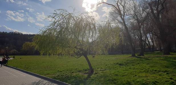 季节 草地 森林 天空 美丽的 自然 领域 农场 夏天 风景