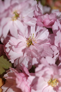 旅游业 樱桃 风景 粉红色 前进 日本 植物 开花 要塞
