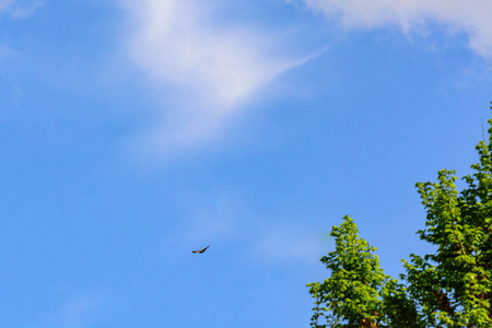 羽毛 动物 野生动物 美丽的 麻雀 飞机 天空 太阳 自由