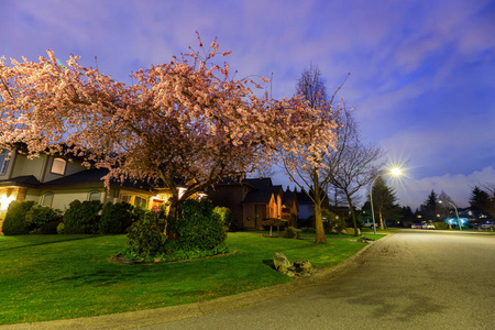 樱花美景和住宅小区图片