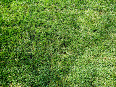 领域 特写镜头 草皮 纹理 植物 夏天 草坪 运动 墙纸