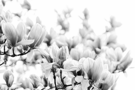 木兰花。木兰花背景特写。娇嫩的花朵。花卉背景。植物园概念。香气和芳香。春天。植物学和园艺。木兰科