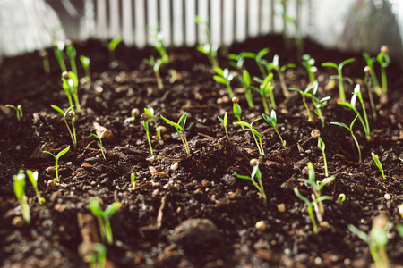 幼苗 花园 草本植物 绿色植物 农业 香菜 种子 成长 培养
