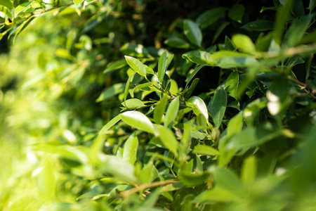 森林 树叶 集中 阳光 场景 季节 分支 射线 夏天 美丽的