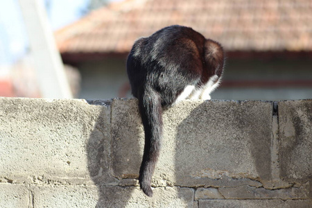 小猫 可爱的 肖像 自然 宠物 毛皮 猫科动物 美丽的 纯种