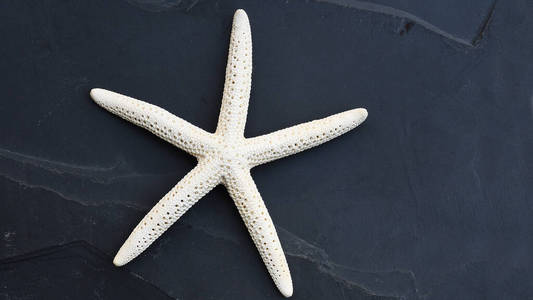 假期 动物 收集 自然 海洋 旅行 明星 特写镜头 海星