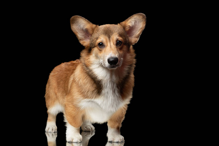 Portrait of a beautiful Welsh Corgi Pemroke on a black backgroun