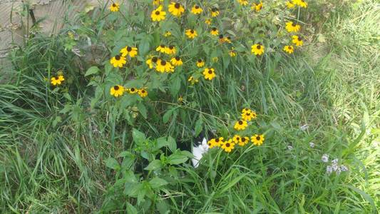 花园 小猫 毛皮 自然 肖像 宠物 特写镜头 哺乳动物 基蒂