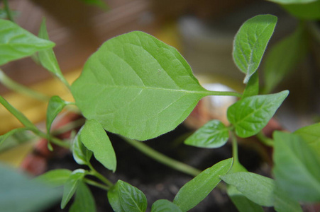 生长 农业 草本植物 植物 素食主义者 花园 蔬菜 特写镜头