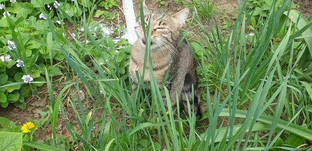 夏天 特写镜头 小猫 可爱的 花园 猫科动物 自然 美丽的