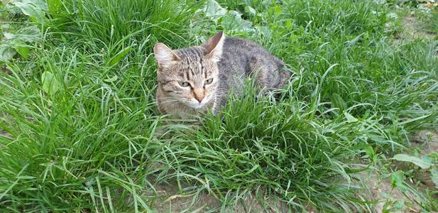 毛皮 动物 夏天 眼睛 自然 小猫 可爱极了 基蒂 特写镜头