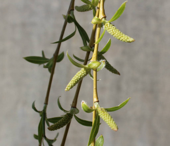 新的 夏天 分支 生长 花园 植物 农业 开花 特写镜头