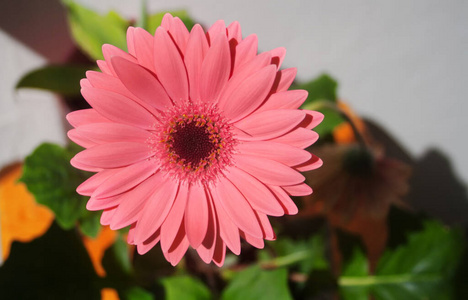 植物 季节 花园 花瓣 开花 夏天 美丽的 特写镜头 颜色