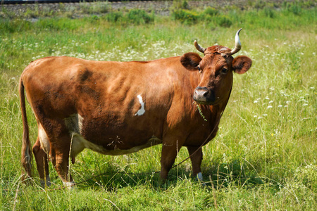 夏天 草地 农业 领域 牛肉 牲畜 牧场 喇叭 动物 农场