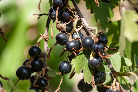 维生素 紫罗兰 灌木 素食主义者 浆果 特写镜头 美味的
