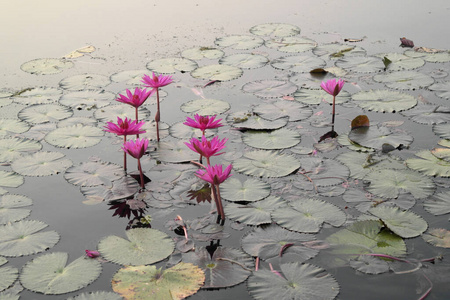 植物区系 夏天 开花 紫色 花的 粉红色 宗教 莲花 池塘