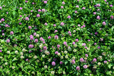 公园 紫色 美丽的 草地 季节 植物区系 领域 花的 花园