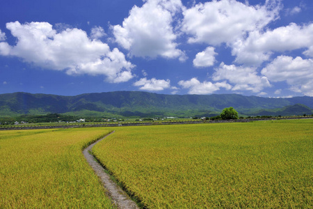 农场 自然 季节 自由 环境 生态学 农业 风景 旅行 台湾