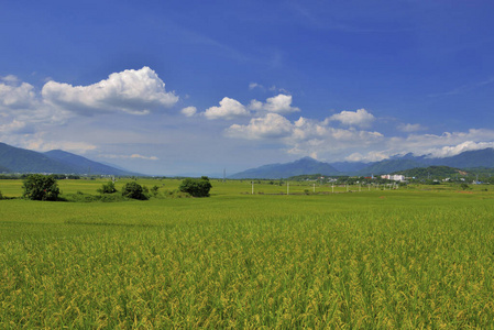 领域 自然 环境 农场 风景 旅行 台湾 季节 农业 夏天