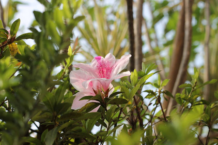 墙纸 框架 水彩 自然 花的 美女 花束 模糊 颜色 玫瑰