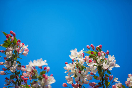 复制 美丽的 四月 分支 园艺 花瓣 墙纸 苹果 卡片 芳香