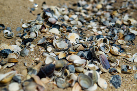 框架的破碎的贝壳图片