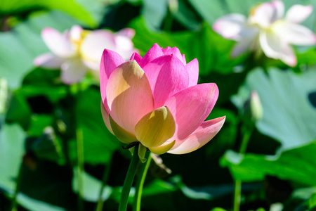 紫色 睡莲 夏天 植物 粉红色 美丽的 开花 植物区系 花瓣