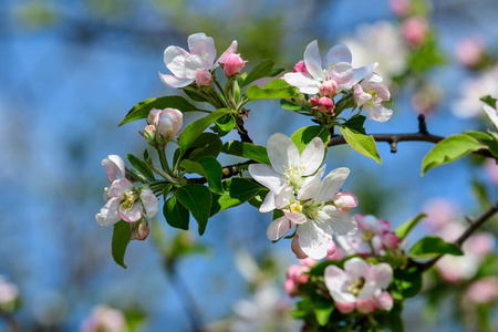 天空 美丽的 植物区系 季节 粉红色 苹果 特写镜头 外部