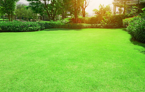 公园 郁郁葱葱 草皮 地毯 美丽的 自然 外部 领域 夏天