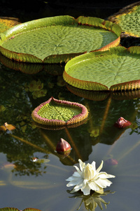 池塘 台湾 美女 植物 生长 纹理 树叶 植物学 环境 作物