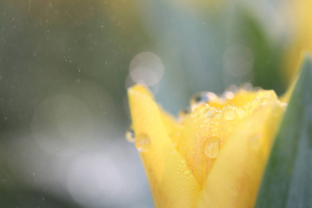 树叶 美丽的 特写镜头 紫色 植物区系 风景 花园 雨滴