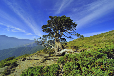 自然 环境 季节 天空 自由 植物 台湾 生态学 森林 外部