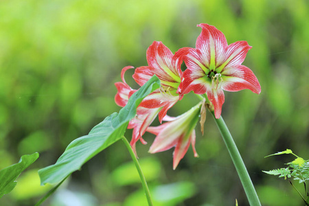 作物 生长 植物学 花瓣 季节 自然 树叶 生态学 美女