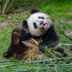 幼兽 丽萃 熊猫 公园 巨人 野生动物 可爱的 竹子 有趣的