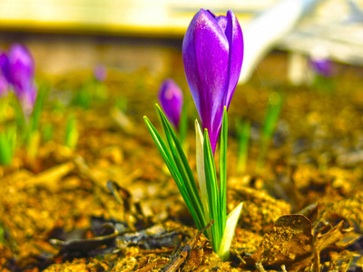 花瓣 公园 植物 特写镜头 美女 美丽的 开花 园艺 紫罗兰